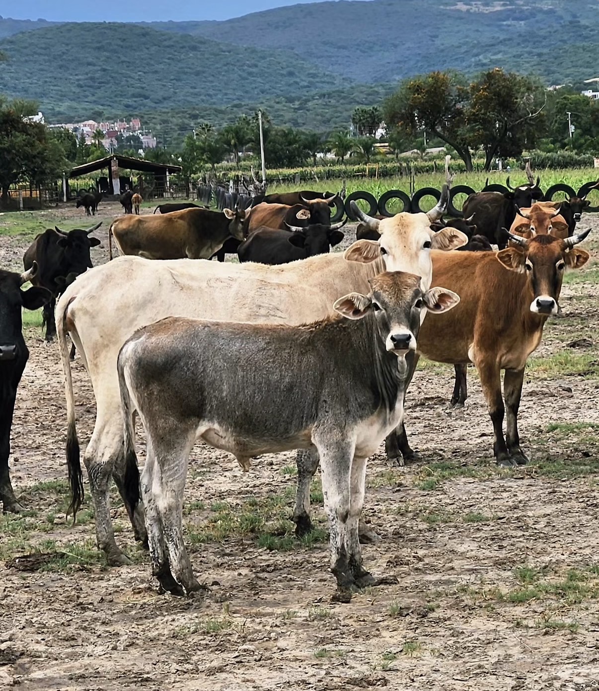 Foto de toros en los corrales